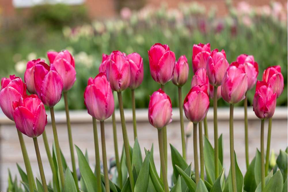 Tulipan 'Lady van Eijk'